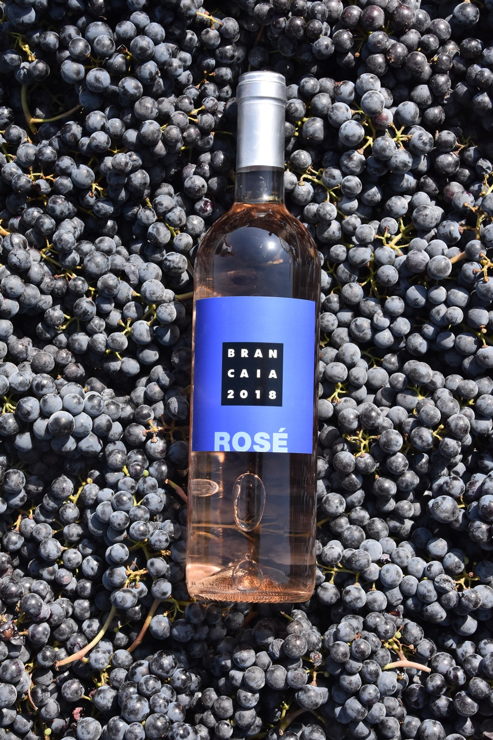 BRANCAIA ROSE'